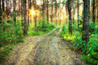road in the woods