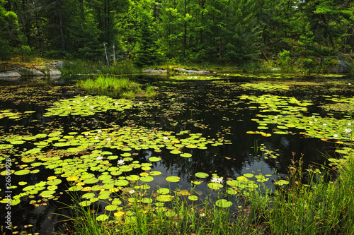 Photo: Lily pads on lake Lily pads on lake