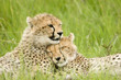 cheetah cubs