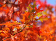 Foto: Herbststimmung Herbststimmung