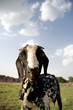 Foto: A goat grazing. A goat grazing.
