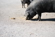 Schwein