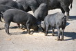 Schweine