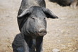 Schwein