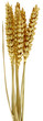 bouquet d'épis de blé