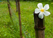 White Plumeria flowers placed on bamboo White Plumeria flowers placed on bamboo