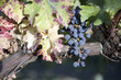 Close-up of grape - Chianti classico - Tuscany - Italy Close-up of grape - Chianti classico - Tuscany - Italy