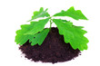 Young oak tree