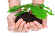 Concept of a young oak tree in woman hands