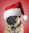 WEIHNACHTS-MOPS-NIKOLAUS-4