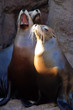 Sea lion.. Sea lion..