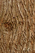 Maple bark background Maple bark background