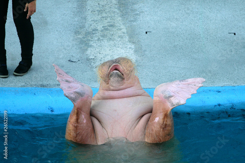 Foto: Manatees.. Manatees..