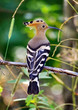 Alone hoopoe sitting at branch, summer day.