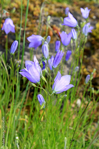 Foto: Glockenblume Glockenblume
