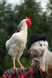 cockcrow