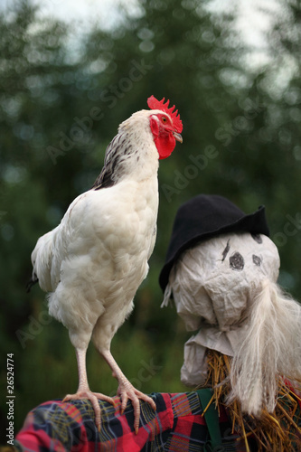 Photo: cockcrow cockcrow