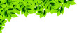 Leaves background Leaves background