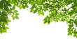 panoramic Green leaves on white background panoramic Green leaves on white background