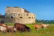 Goats near ancient ruines