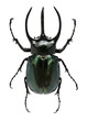 Big horned beetle