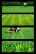 lawn maintenance company
