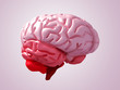 brain