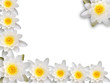Water-lily frame