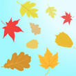 Autumn leaves background