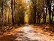 Lonely road in autumn Lonely road in autumn
