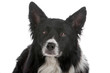 Head of border collie dog isolated on a white background Head of border collie dog isolated on a white background