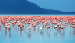 African flamingos