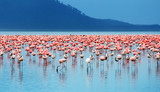 African flamingos - Fine Art prints