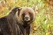 male Grizzly Bear walking through mountain meadow.