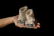 papa's hand with baby's bootees papa's hand with baby's bootees