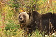 male Grizzly Bear walking through mountain meadow.