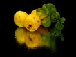 Japanese quince fruit