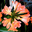 Washington Rhododendron Vireya April 2010