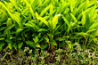 Garden Garden