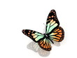 Isolated butterfly on a white background Isolated butterfly on a white background