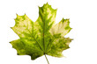 yellow maple leaf isolated on a white background yellow maple leaf isolated on a white background