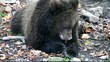 braunbär