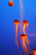 Photo: Orange decorative jellyfishes Orange decorative jellyfishes