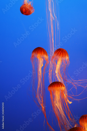 Photo: Orange decorative jellyfishes Orange decorative jellyfishes