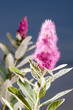 Pink Spirea