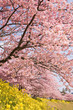 下賀茂の河津桜