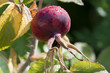 Hagebutte - Rosa canina Hagebutte - Rosa canina