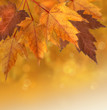 Autumn leaves with shallow focus background Autumn leaves with shallow focus background