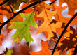 Herbstblatt