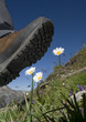 non calpestare i fiori